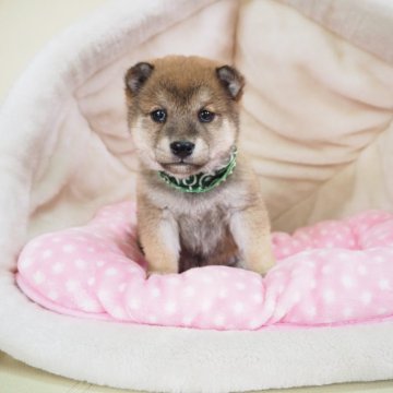 柴犬(豆柴)【奈良県・男の子・2024年12月11日・赤】の写真「両親から三代以上豆柴合格認定犬🌟豆柴家系💖」