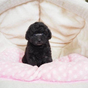 トイプードル(タイニー)【奈良県・女の子・2025年6月25日・シルバー】の写真「爆毛の女の子💖」