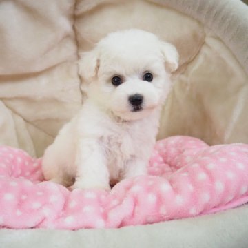 ビションフリーゼ【奈良県・男の子・2024年9月15日・ホワイト】の写真「パパは韓国ミニビション🇰🇷小ぶりな男の子💖」