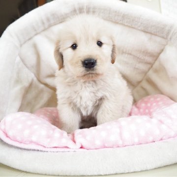 ゴールデンレトリバー【奈良県・男の子・2025年4月10日・クリーム】の写真「たれめのベビーフェイスくん💖」