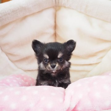 チワワ(ロング)【奈良県・女の子・2024年12月2日・ブラックタン&ホワイト】の写真「小ぶりな愛嬌いっぱいの女の子💖」