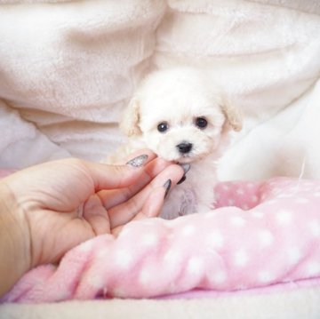 ティーカッププードル【奈良県・女の子・2025年9月28日・クリーム】の写真「極小ホワイト姫💖」