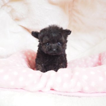 トイプードル(ティーカップ)【奈良県・男の子・2025年9月5日・ブラック】の写真「手のひらサイズの極小くん💖」