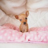 ミニチュアピンシャー