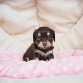 チワックス(チワワ×ダックスフンド)【奈良県・女の子・2025年2月11日・チョコタン】の写真1