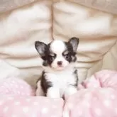 チワワ(ロング)