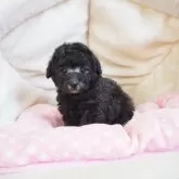 タイニープードル【奈良県・女の子・2025年6月25日・シルバー】の写真1