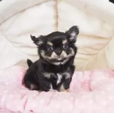 チワワ(ロング)