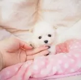 ティーカッププードル