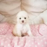 ティーカッププードル