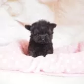 ティーカッププードル