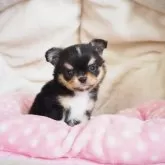 チワワ(ロング)