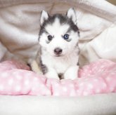 シベリアンハスキー