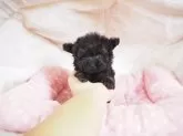 ティーカッププードル【奈良県・男の子・2025年9月5日・ブラック】の写真4