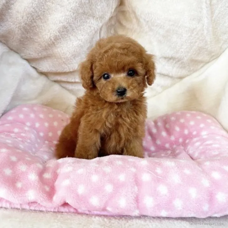 ID：2310-03612の子犬