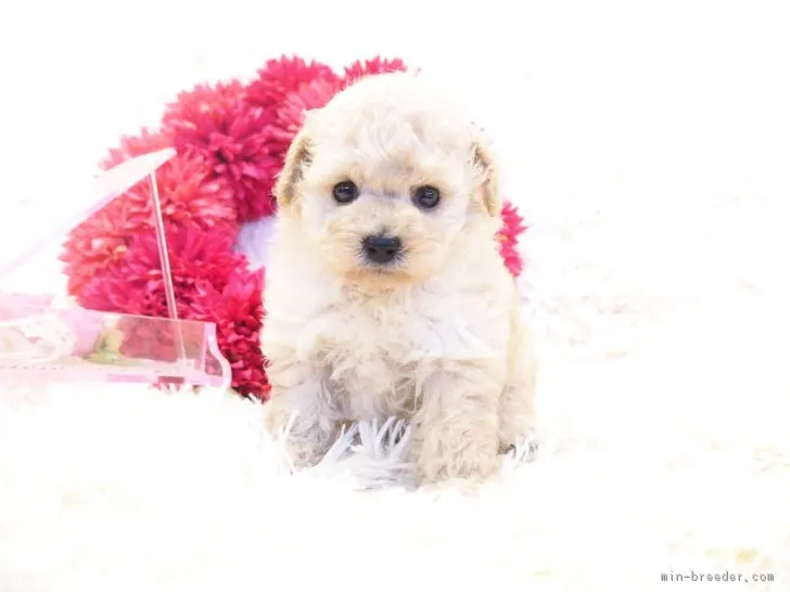 ID:1811-02389の子犬