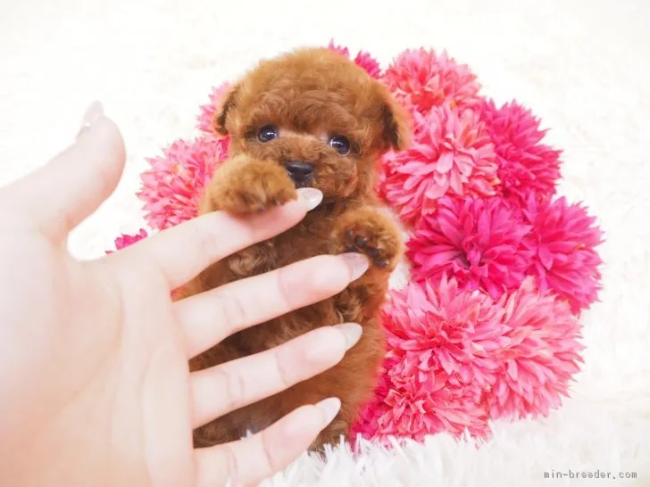 ID：1904-00079の子犬