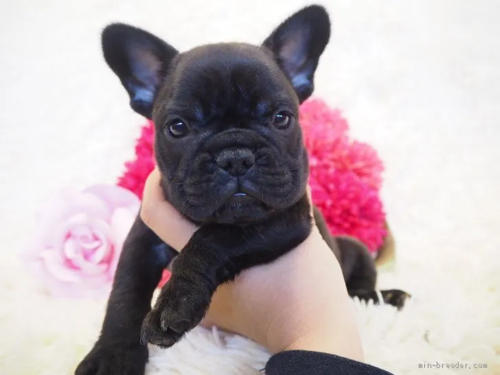 ID：1903-02943の子犬