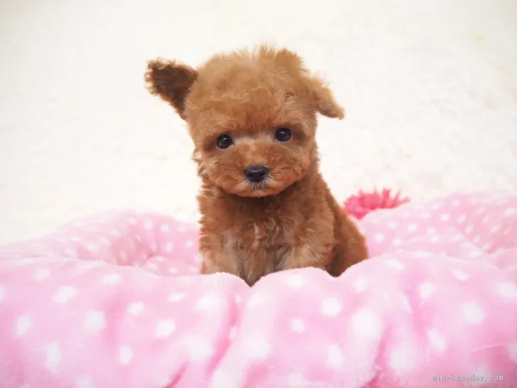 ID：2001-01140の子犬