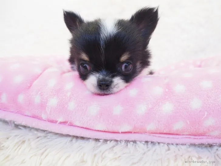 ID：1910-01045の子犬