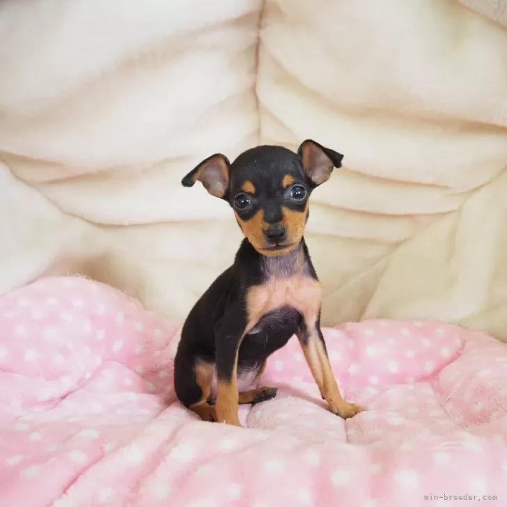 ID：2408-02030の子犬