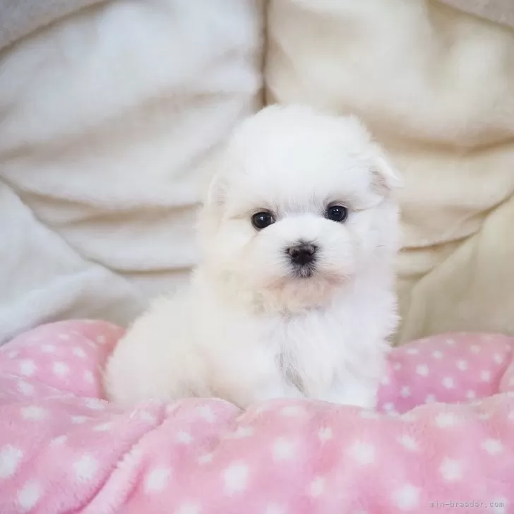 ID:2406-04636の子犬