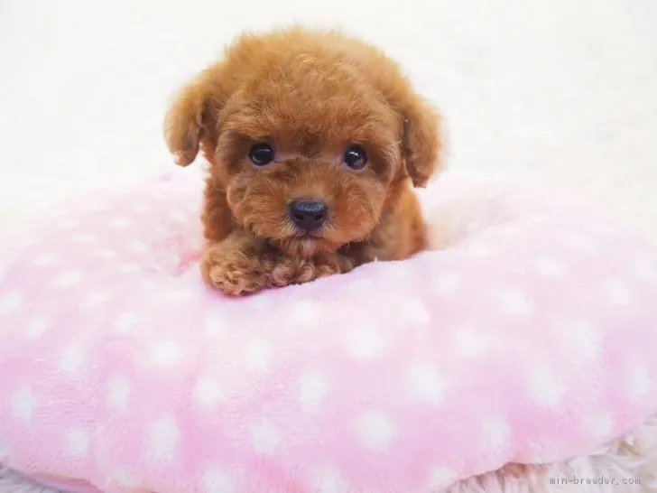 ID：1910-00071の子犬