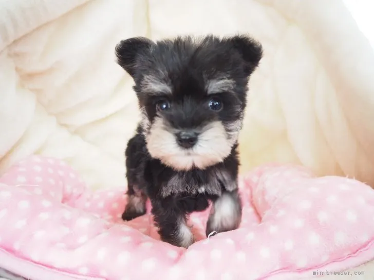 ID：2008-02315の子犬