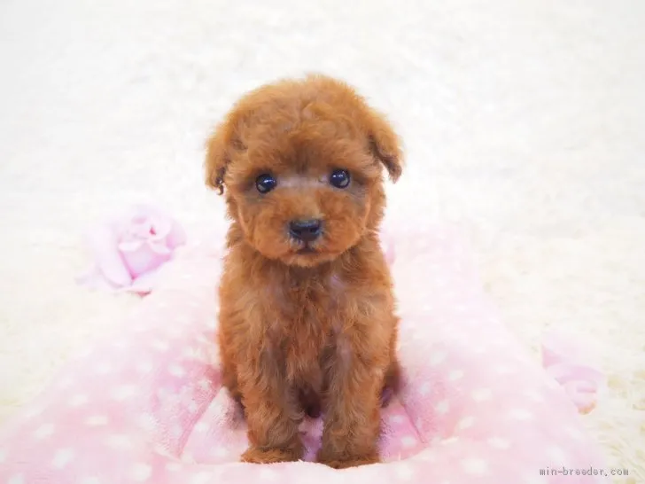 ID：1910-00782の子犬