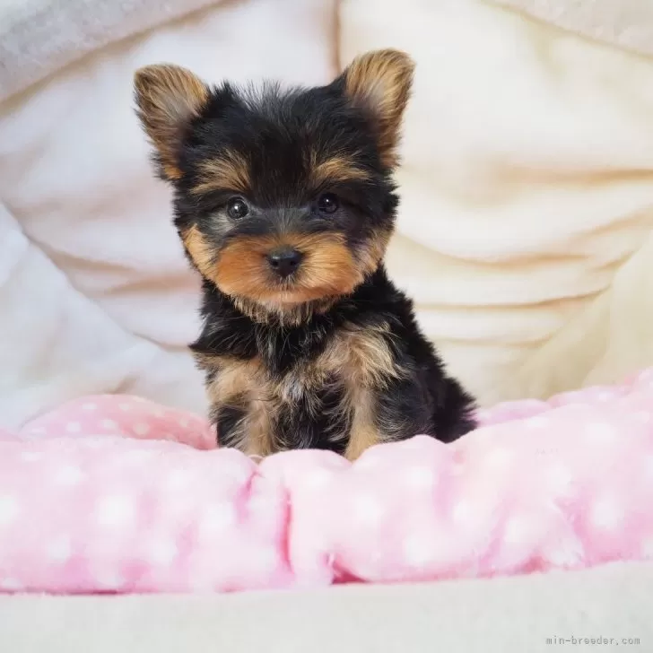 ID：2409-02719の子犬