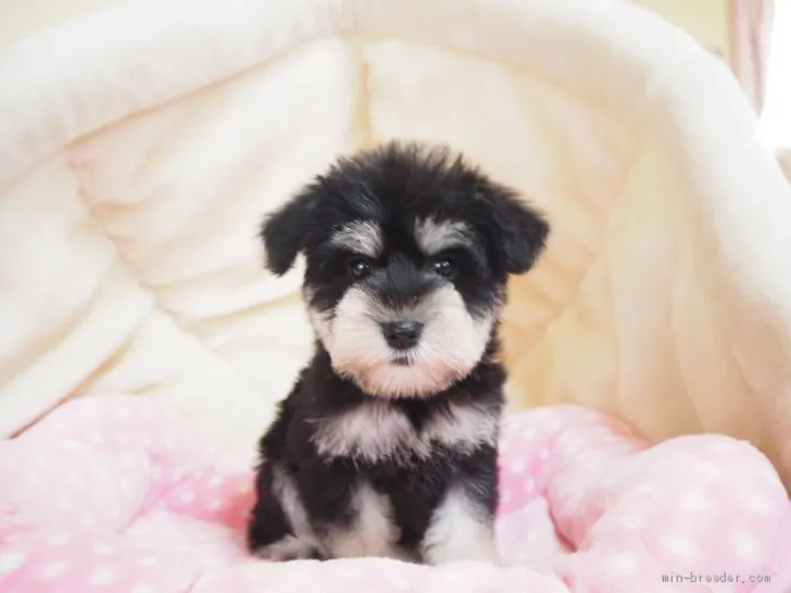 ID:2010-01841の子犬
