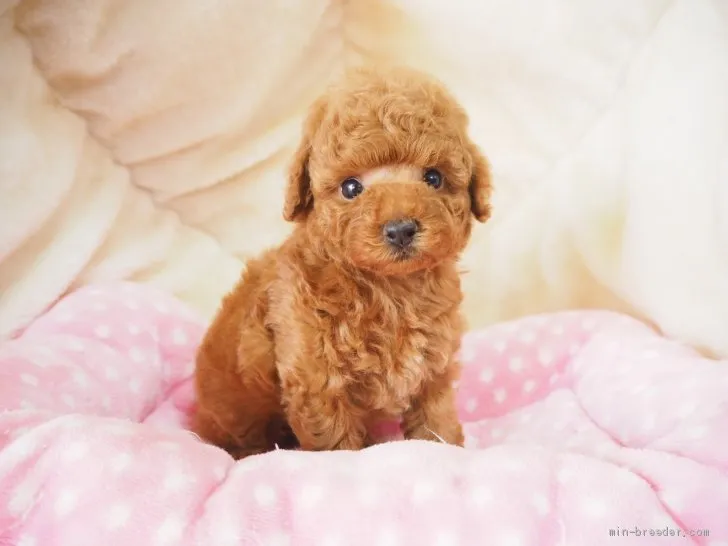 ID：2010-01549の子犬