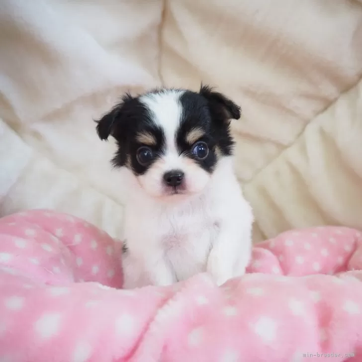 ID：2408-03863の子犬