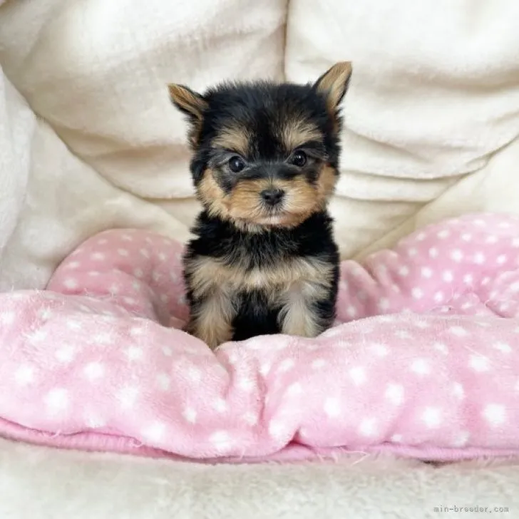 ID:2310-06404の子犬