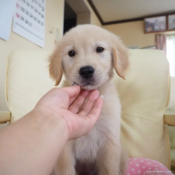ID:2305-01188の子犬