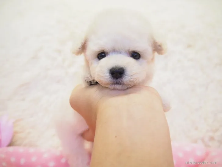 ID：1909-00307の子犬