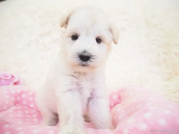 ID:1910-02113の子犬