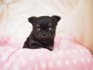 チワワ(ロング)【奈良県・女の子・2020年2月3日・ブラックタン】の写真「アップルヘッド🍎のおちびちゃん💖」