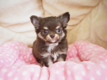 チワワ(ロング)【奈良県・男の子・2022年3月17日・チョコタン&クリーム】の写真「派手なカラーのイケメンくん💖」