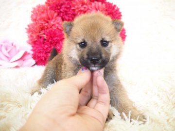 柴犬(豆柴)【奈良県・男の子・2019年4月10日・赤】の写真「両親から三代豆柴認定されています💖」