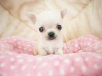 チワワ(スムース)【奈良県・男の子・2021年2月21日・ホワイト】の写真「手のひらサイズ🐶ぬいぐるみみたいな男の子💖」