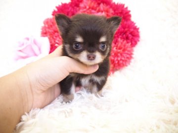 チワワ(ロング)【奈良県・男の子・2018年12月25日・チョコタン】の写真「あま〜いお顔のおチビくん💖」