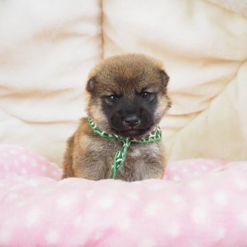 柴犬(豆柴)【奈良県・男の子・2024年6月16日・赤】の写真「両親から三代以上豆柴合格認定犬🐶💖」