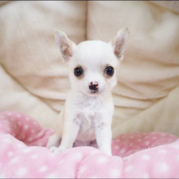 チワワ(スムース)【奈良県・女の子・2022年12月7日・クリーム】の写真「くりっくりおめめがチャームポイント💖」