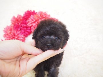 トイプードル(ティーカップ)【奈良県・男の子・2019年1月28日・プラチナシルバー】の写真「極小シルバー王子くん🤴💖」