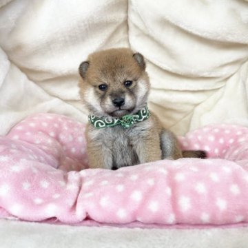 柴犬(豆柴)【奈良県・男の子・2023年10月5日・赤】の写真「両親から三代豆柴合格認定犬🌟ミニ豆柴くん💖」