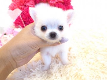 チワワ(ロング)【奈良県・女の子・2018年6月20日・ホワイト】の写真「ベビーフェイスの女の子💖」