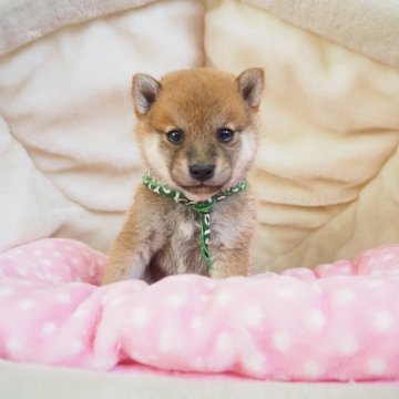 柴犬(豆柴)【奈良県・男の子・2024年8月6日・赤】の写真「両親から三代以上豆柴合格認定犬🌟豆柴家系💖」