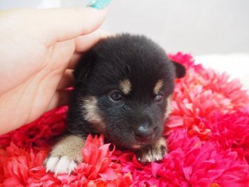 柴犬(豆柴)【奈良県・女の子・2017年8月16日・黒】の写真「熊さん🐻顔の豆柴ちゃん兄妹🎶」