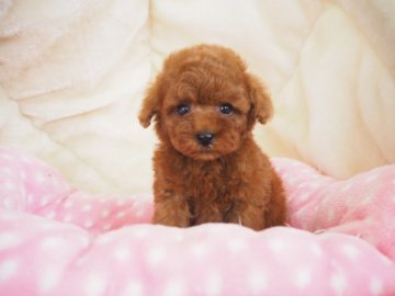 トイプードル(ティーカップ)【奈良県・女の子・2020年7月10日・レッド】の写真「クリクリお目目のかわい子ちゃん💞」